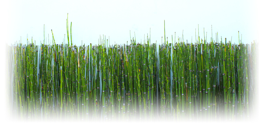 Your success is committed with us [ Our mission ] see more >>
